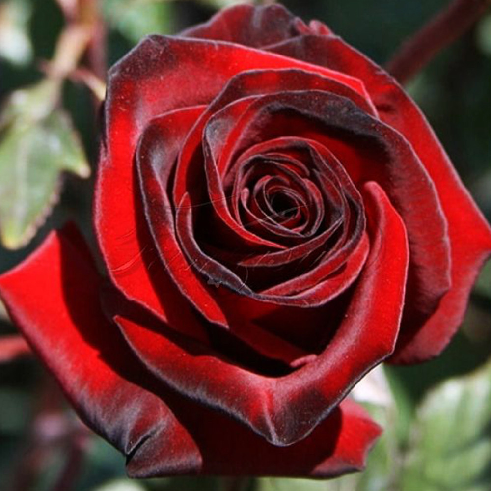 Саджанці чайно-гібридних троянд Блек Меджик (привитий) Чернівці - фото 1