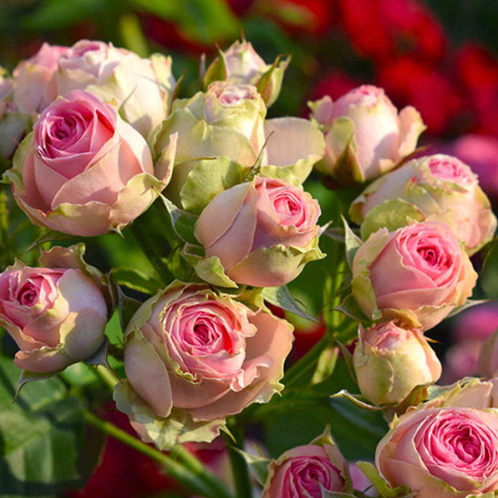 Саджанці бордюрних троянд Міні Еден (привитий) Чернівці - фото 2