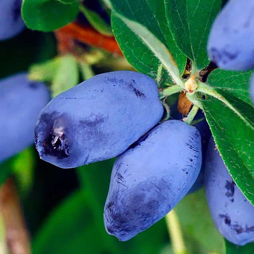 Саджанці жимолості Ізюминка (черенкований) - 2-річний Чернівці - фото 1