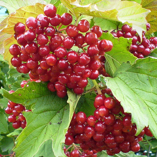 Саджанці калини Садова (черенкований) - 1-річний Чернівці - фото 1