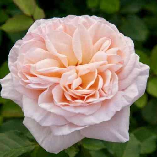 Саженцы роз Александрин (привитый) - 2-летний Черновцы