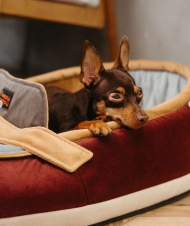 Лежак для собак і котів Happy Peppy (Хеппі Пеппі) Slipper Коричневий з бежевим Запоріжжя