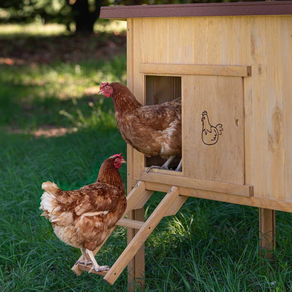 Дерев'яний будиночок для курей Ferplast Hen House (Ферпласт Хен Хаус) 162 x 100 x h 110 см - 30 Запоріжжя - фото 7