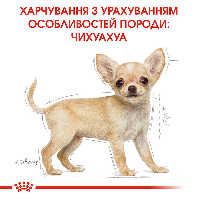 Корм для цуценят породи Чихуахуа ROYAL CANIN CHIHUAHUA PUPPY 0.5 кг Київ - фото 6
