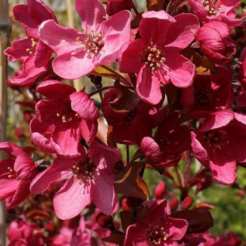 Саженцы яблони Японская (привитой) - 2-летний Черновцы - изображение 1