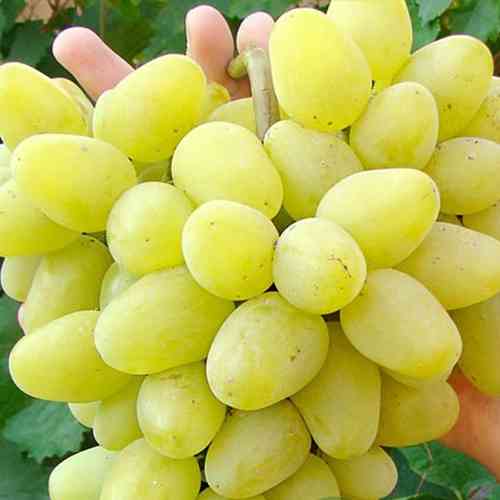 Cаджанці винограду Діва Марія (черенкований) - 2-річний Чернівці