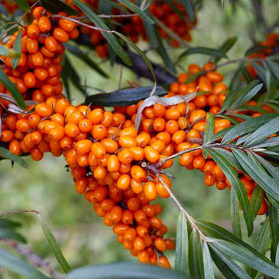 Саджанці обліпихи Адам+Августина (пара) (черенкований) - 2-річний Чернівці