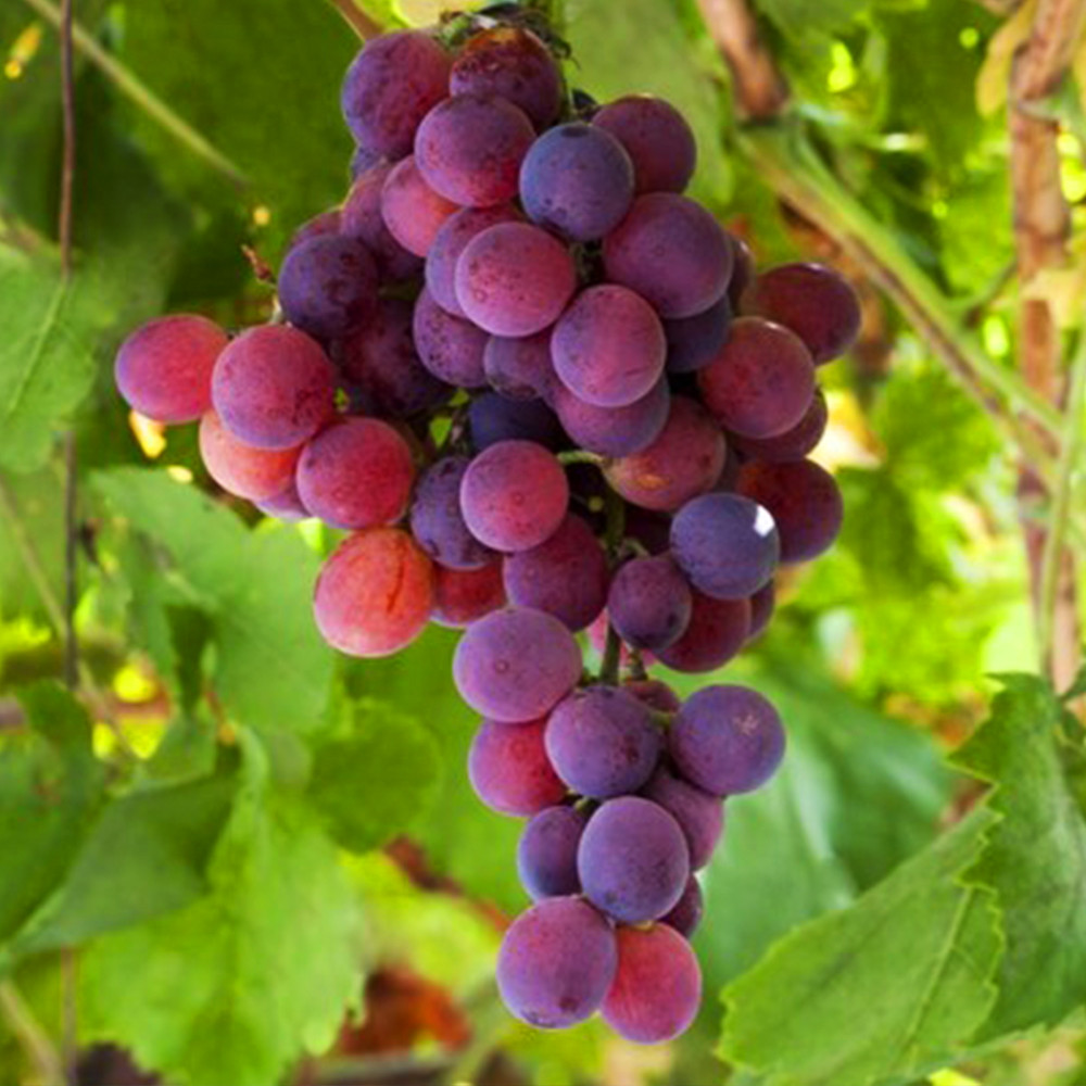 Cаджанці винограду Ізабелла рожева (черенкований) - 1-річний Чернівці - фото 1