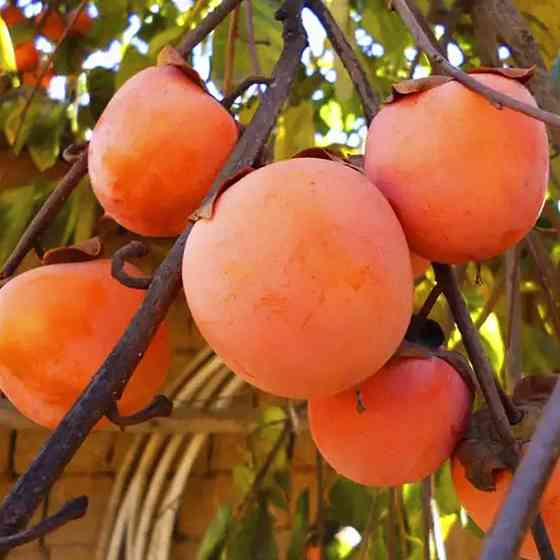 Саженцы хурмы Гора Говерла (привитый) - 1-летний Черновцы