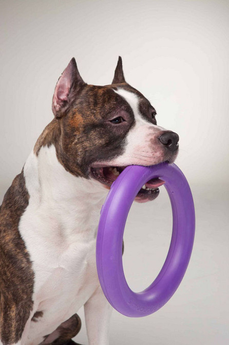 Тренувальний снаряд для собак PULLER Standard (діаметр 28см) Коломия - фото 6