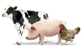 Співпраця виробникам тваринництва, птахівництва. Киев - изображение 1