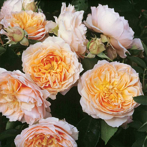 Саженцы роз Джинджер Силлабаб (привитый) - 2-летний Черновцы - изображение 1