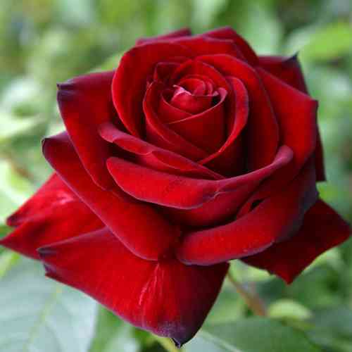 Саджанці троянд Баркарола (привитий) - 2-річний Чернівці