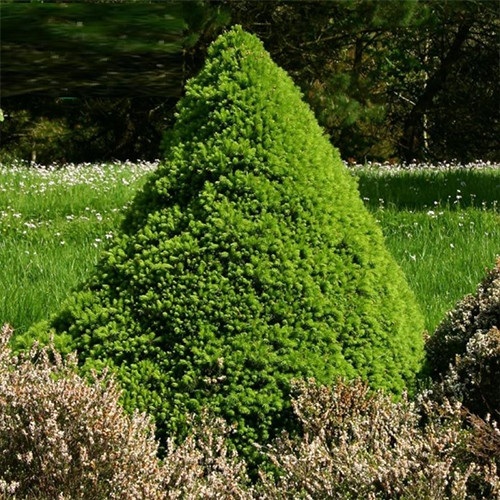 Саджанці коніки Спіді (черенкований) - 2-річний Чернівці - фото 1