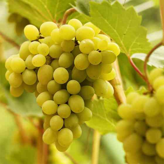 Саженцы винограда Лора (черенкованный) - 1-летний Черновцы