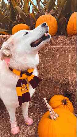 Шарф Гриффиндор RESTEQ с эмблемой, Шарф из к/ф Гарри Поттер 180х16 см, Шарф Гарри Поттера Киев