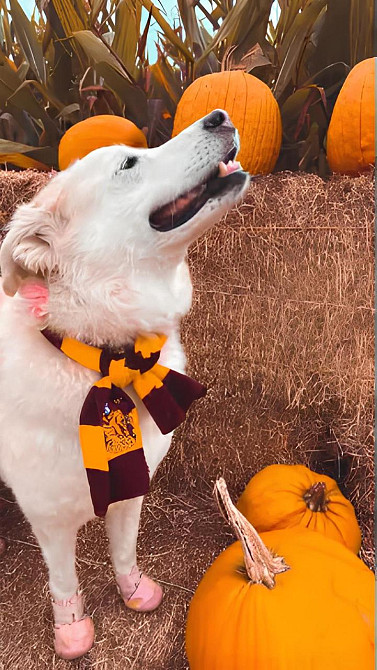 Шарф Гріфіндор RESTEQ з емблемою, Шарф з к/ф Гаррі Поттер 180х16 см, Шарф Гаррі Поттера Київ - фото 4