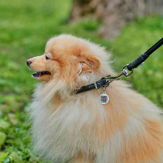 Нашийник для собак шкіряний WAUDOG Soft з QR паспортом, круглий, Д 8 мм, Дов 25-33 см чорний Коломия