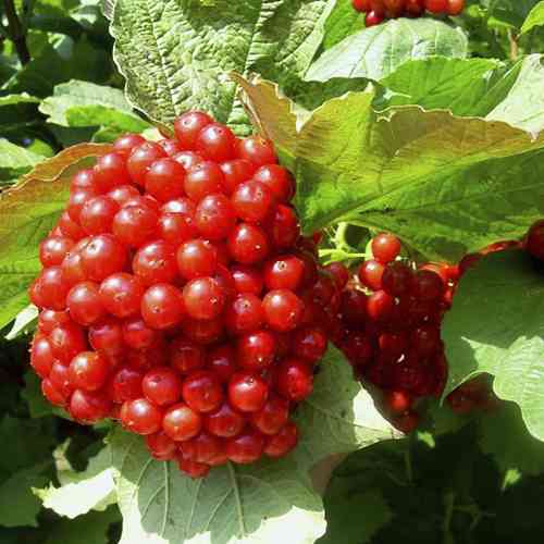 Саженцы калины Рубин (черенкованный) - 2-летний Черновцы