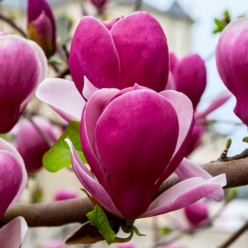Саджанці магнолії Рустіка Рубра (привитий) - 3-річний Чернівці - фото 1