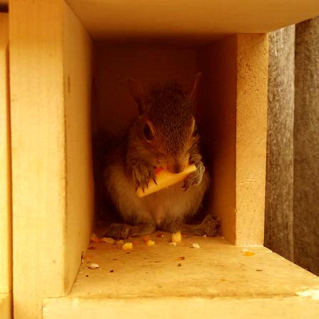 Будиночок для білок "Чилім" каррі Миколаїв - фото 4