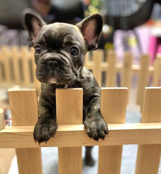 Вольєр для цуценят "Діджель" бланже Миколаїв - фото 3