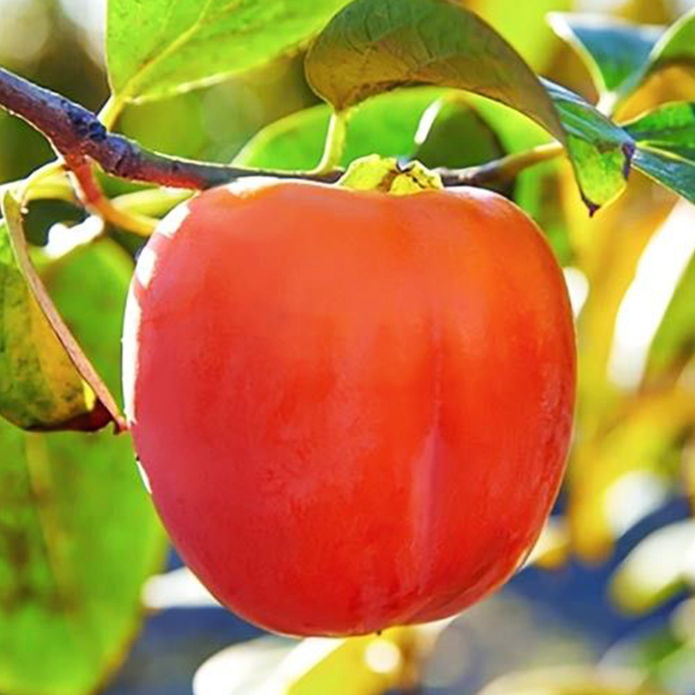 Саженцы хурмы Королек (привитый) - 3-летний Черновцы - изображение 2