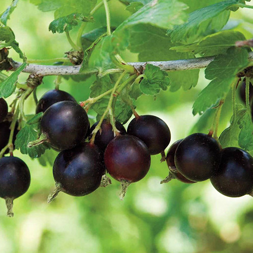 Саджанці йошти Моро (черенкований) - 2-річний Чернівці - фото 1