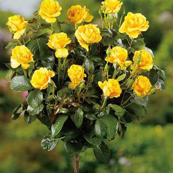 Саженцы роз на штамбе Желтая Кукла (привитый) Черновцы