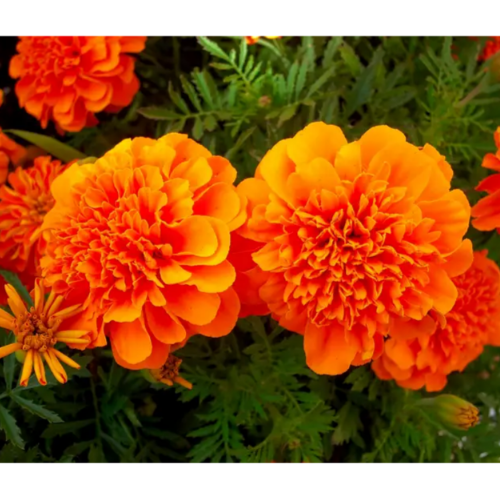 Чорнобривці Малюк розлогі помаранч 0,1гр Професійне насіння Житомир - изображение 3