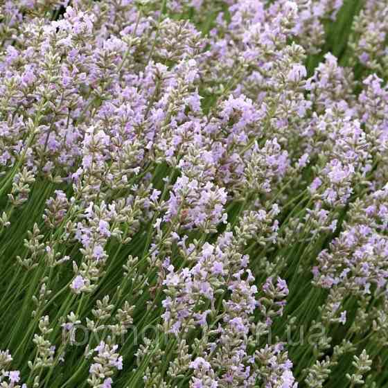 Лавандин Edelweiss, лаванда белого цвета горшок Р9 Ирпень