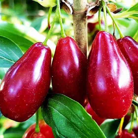 Саженцы кизила Владимирский - 1-летний Черновцы