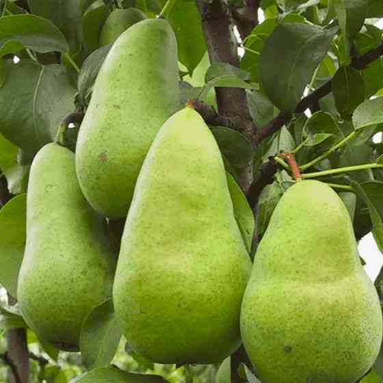 Саджанці груші Директор Альфан (привитий) - 2-річний Чернівці