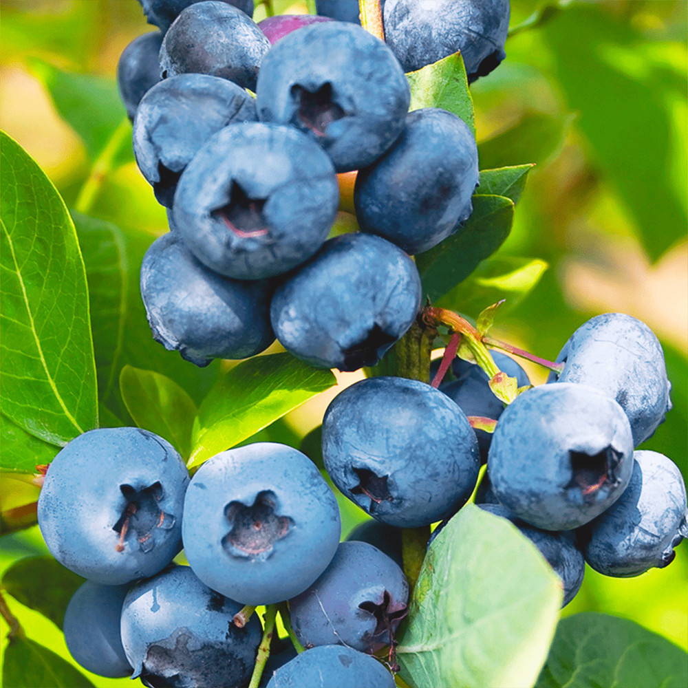 Саженцы голубики Блюголд - 4-летний Черновцы - изображение 2