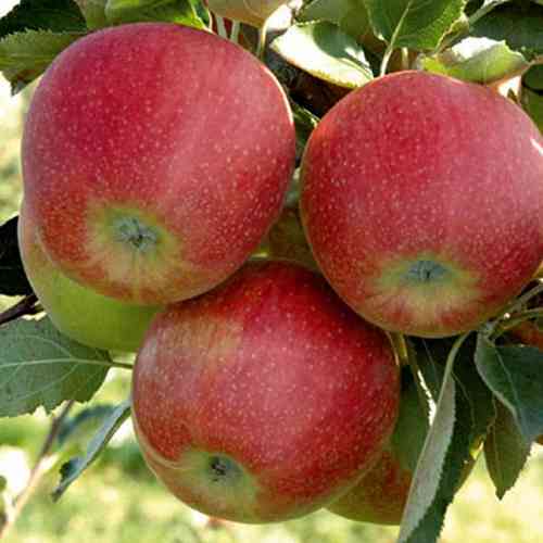 Саджанці яблуні Рубін Стар (привитий) - 1-річний Чернівці