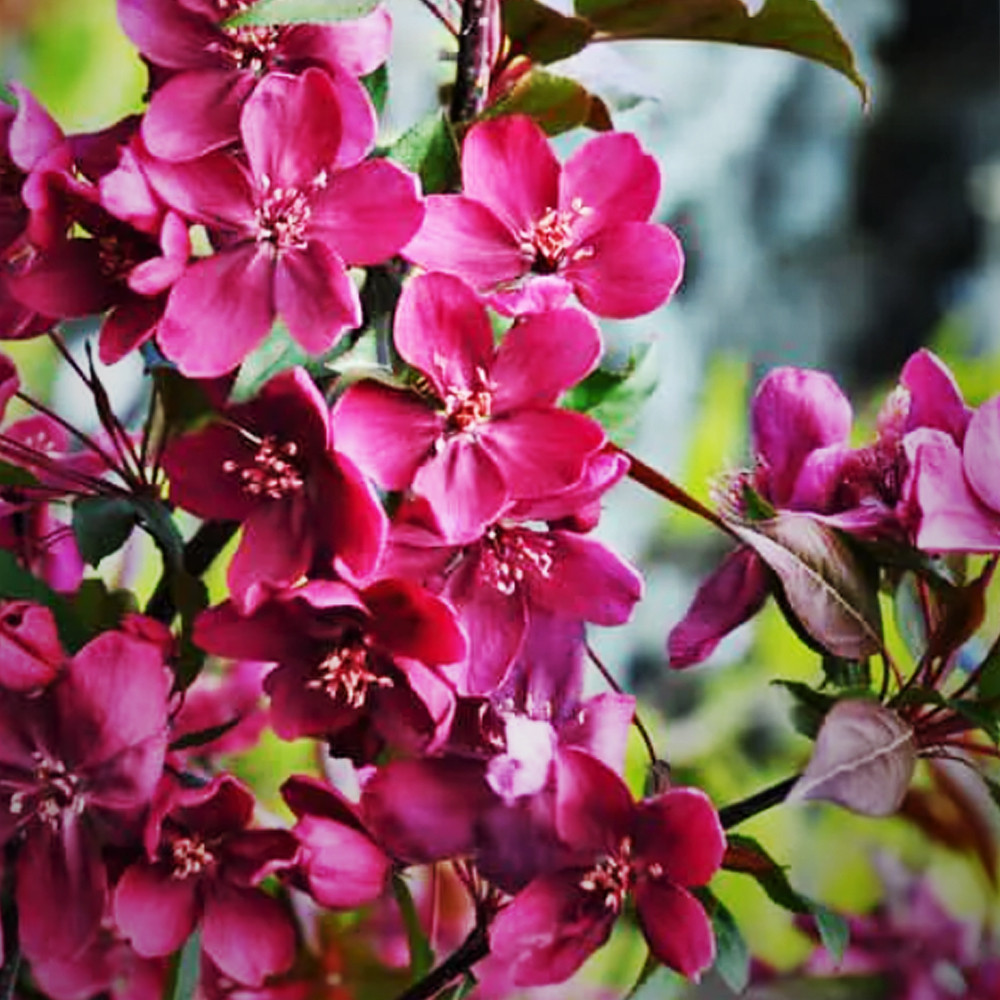 Саженцы яблони на штамбе Райское Яблочко (привитый) Черновцы - изображение 2