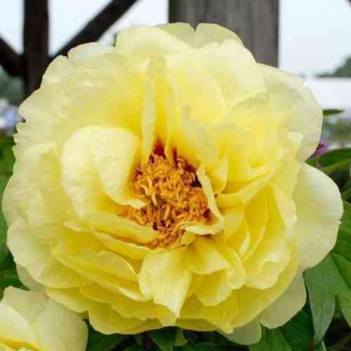 Саджанці піона деревоподібного Золотистий (сіянець) - 2-річний Чернівці