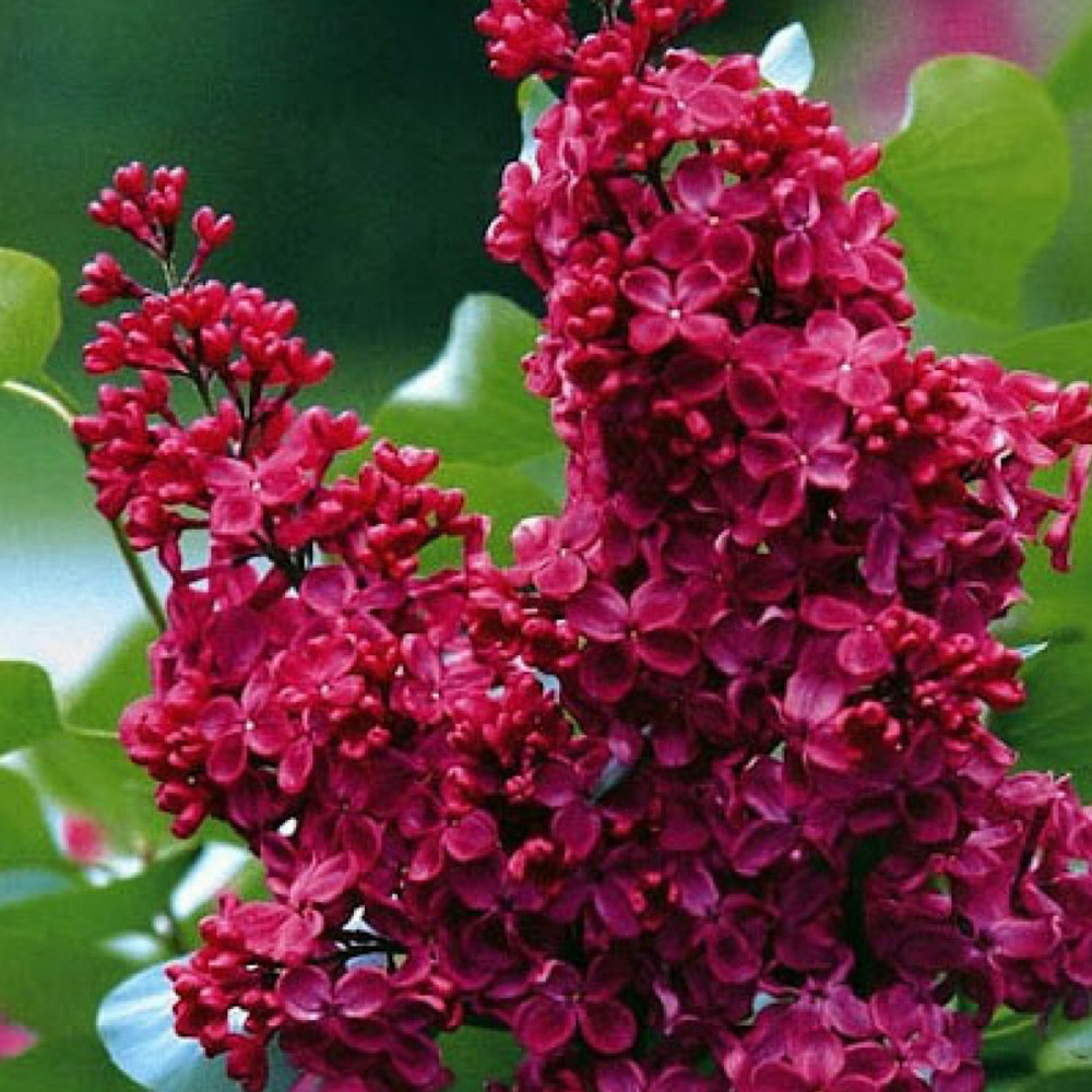 Саджанці бузку Червона Мрія (привитий) Чернівці - фото 1