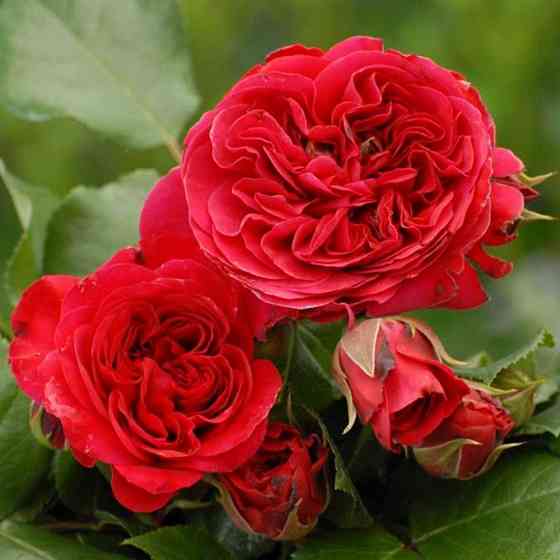 Саженцы английских пионовидных роз Ред Леонардо Да Винчи (привитый) Черновцы