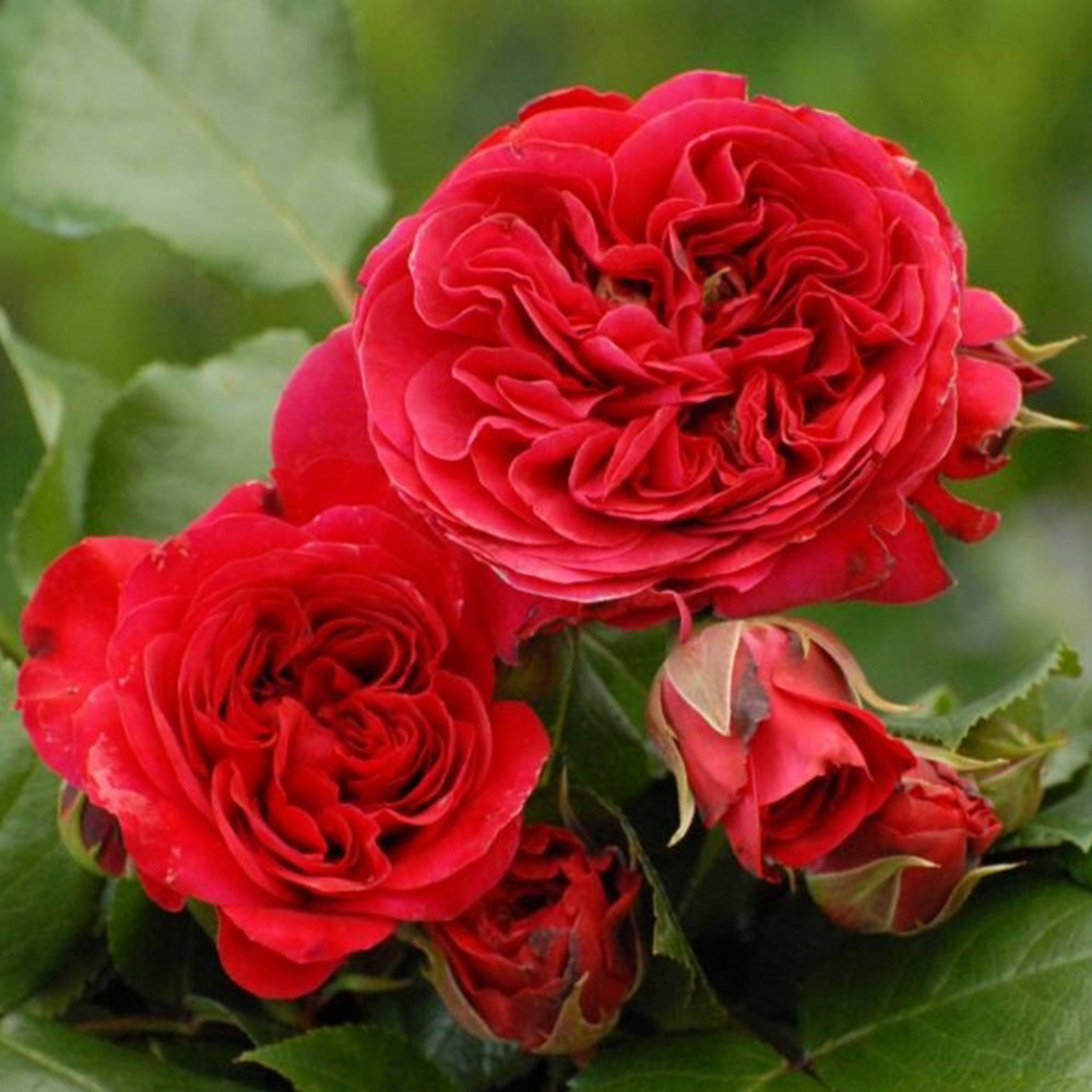 Саженцы английских пионовидных роз Ред Леонардо Да Винчи (привитый) Черновцы - изображение 3