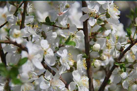 Об'єктив чудовий зум (ультра зум) об'єктив Canon EF-S 18-200 мм, 1:3.5-5.6 IS Київ