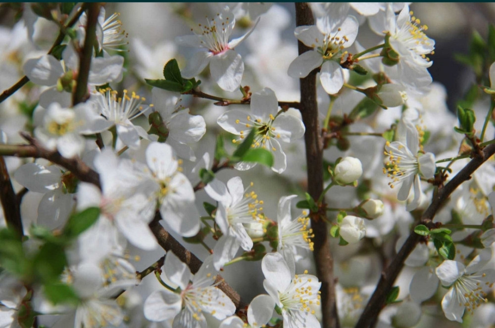 Объектив отличный зум (ультра зум) объектив Canon EF-S 18-200 мм, 1:3.5-5.6 IS Киев - изображение 2