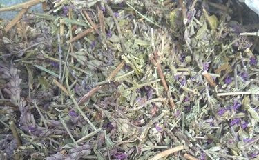 Вербейник (трава), 100г. MasterSEM Киев - изображение 1