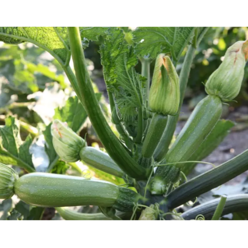 Кабачок Корделія F1 5шт Професійне насіння Житомир