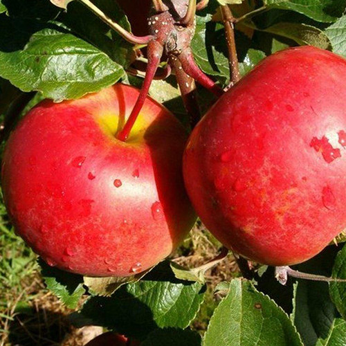 Саджанці яблуні Ред Фрі (привитий) - 2-річний Чернівці - фото 1