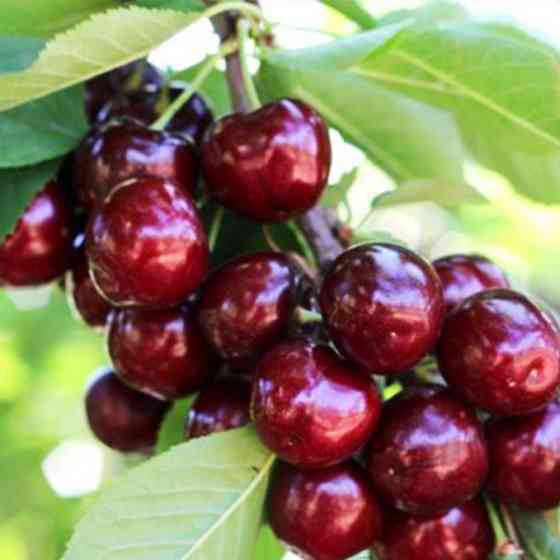 Саджанці черешні Канадський Гігант (привитий) - 2-річний Чернівці