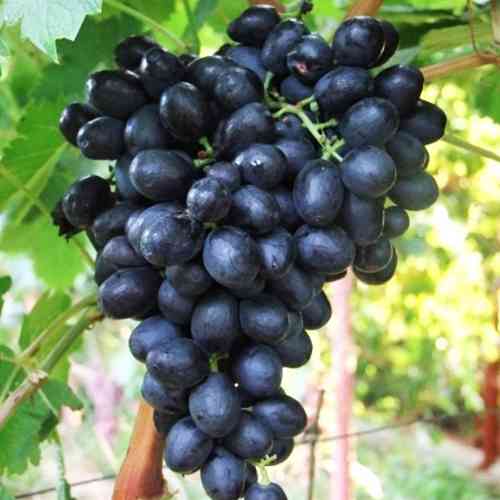 Cаджанці винограду Іванка (черенкований) - 1-річний Чернівці