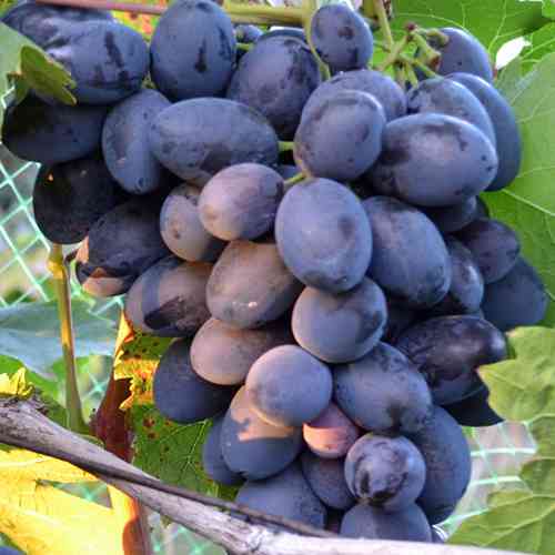 Саженцы винограда Торнадо (черенкованный) - 1-летний Черновцы