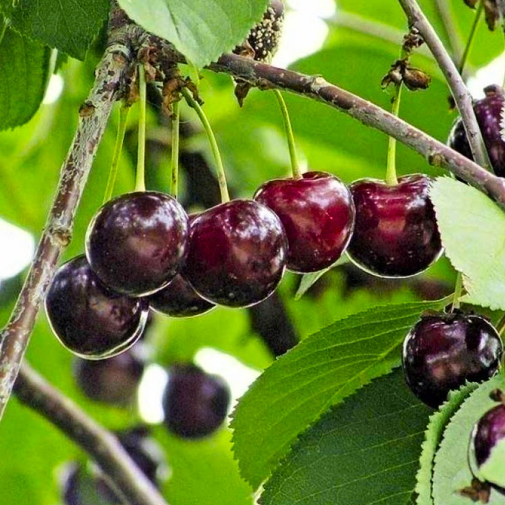 Саджанці вишні Пустунка (привитий) - 2-річний Чернівці - фото 3