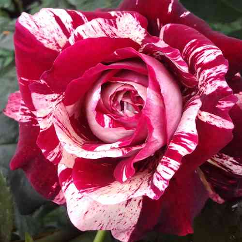 Саджанці троянд Хуліо Іглесіас (привитий) - 2-річний Чернівці